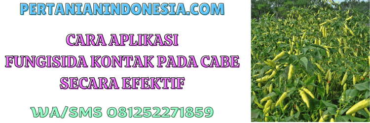 cara,aplikasi,pestisida,cabai,pertanian indonesia
